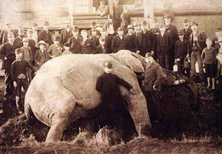 jumbo 2 elephant jumbo 2 elephant